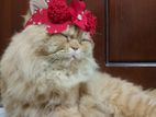 Persian Cat Male