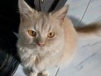 Persian Cat male