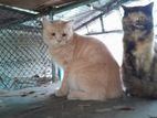 Persian cat male