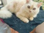 Persian Cat Male