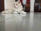 Persian Cat (Male)