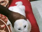 Persian Cat Male