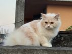 Persian Cat Male