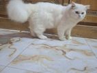 Persian Cat Male
