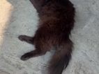 Persian Cat Male