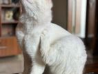 Persian cat male