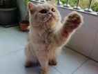 Persian Cat Male
