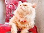 Persian Cat Male