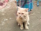 Persian cat male