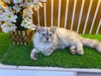 Persian cat male