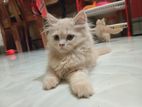 Persian cat male