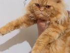 Persian Cat Male