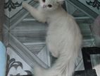 Persian Cat Male
