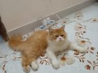 Persian cat male