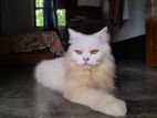 Persian Cat (Male)