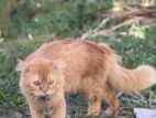 Persian cat male