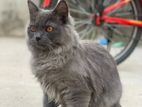 Persian cat (male)