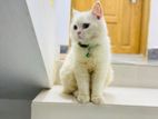 Persian cat Male Fresh baby