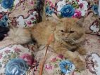 Persian cat male Ginger colour