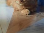 persian cat male Ginger