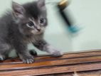 Persian Cat Male Kitten Ash Tabby