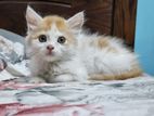 Persian Cat Male Kitten Bi-color