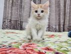 Persian Cat Male Kitten Bicolor