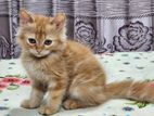 Persian Cat Male Kitten