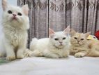 Persian Cat Male Kitten