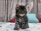 Persian Cat Male Kitten