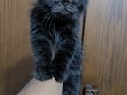 Persian Cat Male Kitten