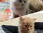 Persian Cat Male kitten