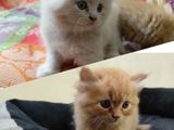 Persian Cat Male kitten