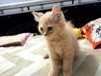 Persian cat male kitten