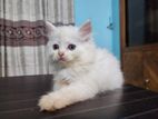 Persian Cat Male Kitten White