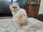 Persian Cat Male Semi Adult