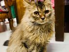 Persian cat male [tabby]