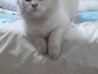 persian cat male White colour
