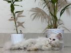 Persian Cat Male White