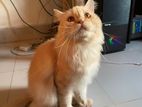 Persian Cat Male(adult)