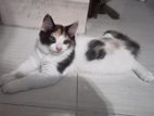 Persian Cat মেয়ে
