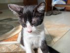 Persian Cat Mix Breed