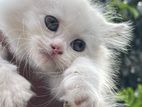 Persian cat (mix breed high quality)