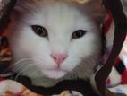 Persian Cat Mixed Male