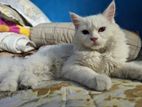 persian Cat (Odd eye)