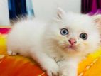 Persian Cat Odd Eye