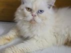 Persian Cat Odd Eye Punch Female