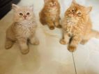 |Persian Cat on Sell|