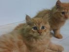Persian Cat - পার্শিয়ান বিড়াল