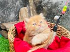 Persian Cat পার্সিয়ান বিড়াল
